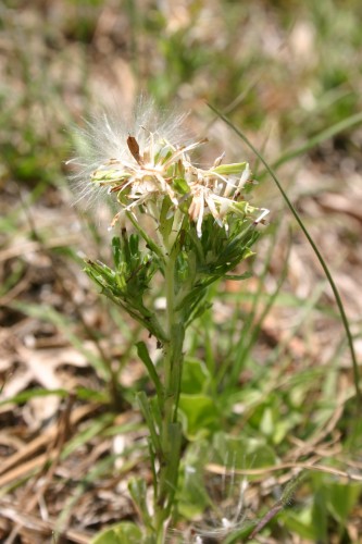 trampweed (Facelis retusa)