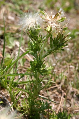 trampweed (Facelis retusa)