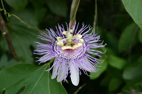 maypop flower