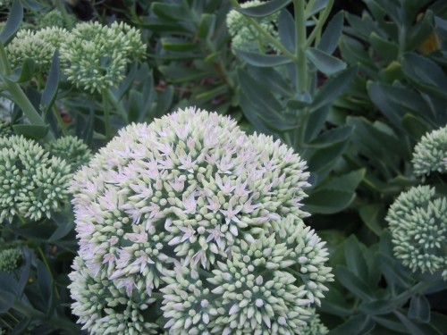 sedum