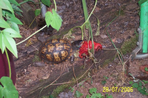 turtle eating tomato 3