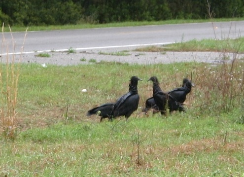 black vulture