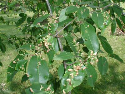 mite galls on cherry leaf