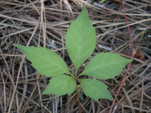 Virginia creeper