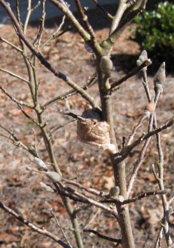 praying mantis egg case