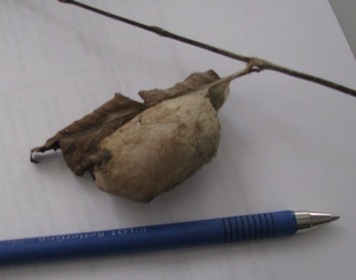 praying mantis egg case