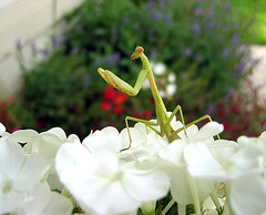 praying mantis