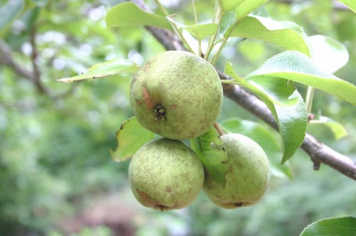 apple cluster 2