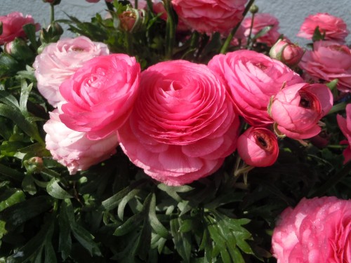 ranunculus 1