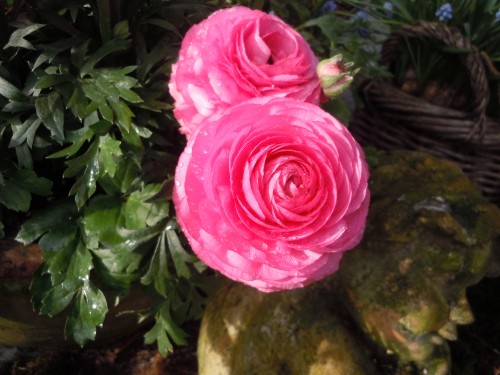 ranunculus 2