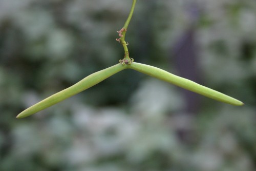 Confederate jasmine seed pods