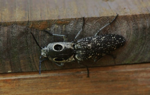 click beetle