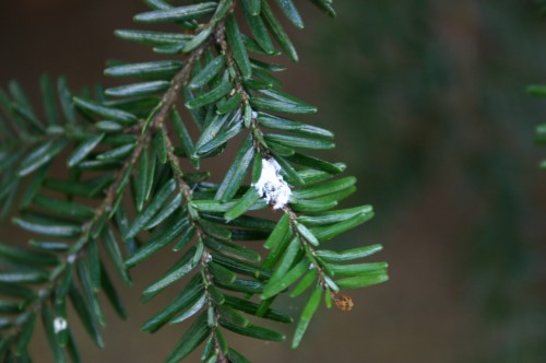 hemlock adelgid