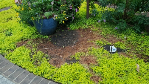 southern blight creeping Jenny