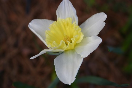 daffodil