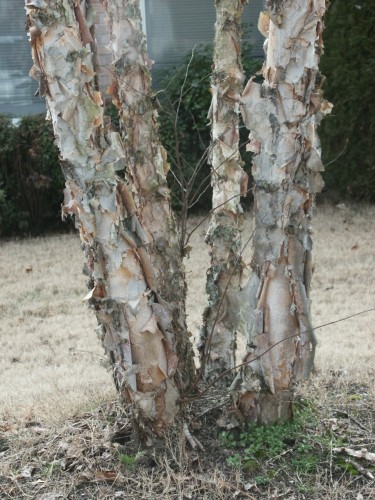 river birch exfoliation