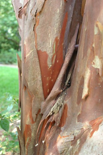 crapemyrtle exfoliation