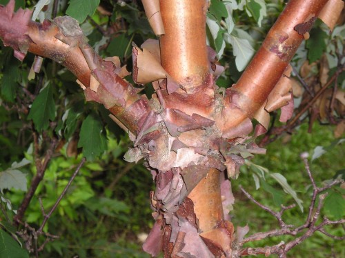 paperbark maple exfoliation