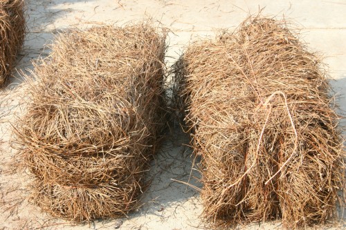 pine straw