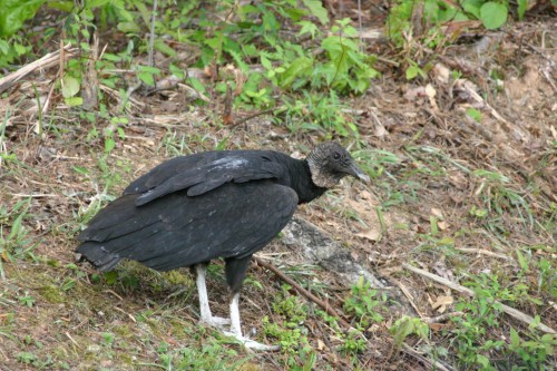 vulture black 2 (2)