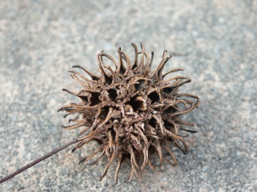 sweetgum ball