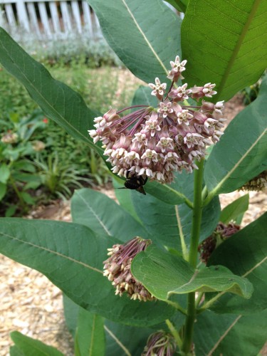 milkweed white