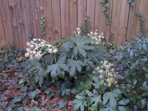 Fatsia japonica