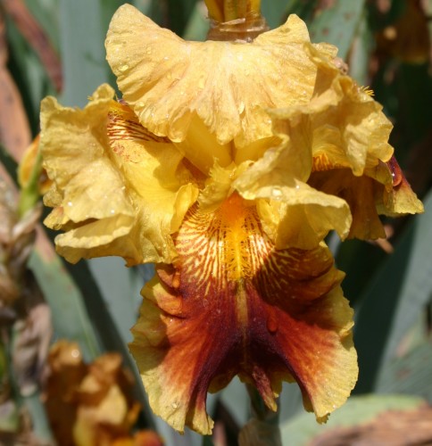 iris yellow 4