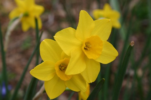 daffodil