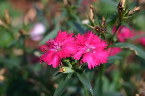 dianthus red