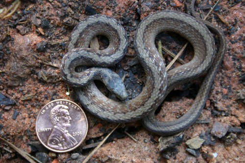 brown garden snake