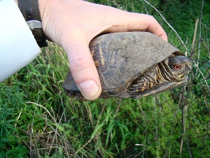 box turtle 1