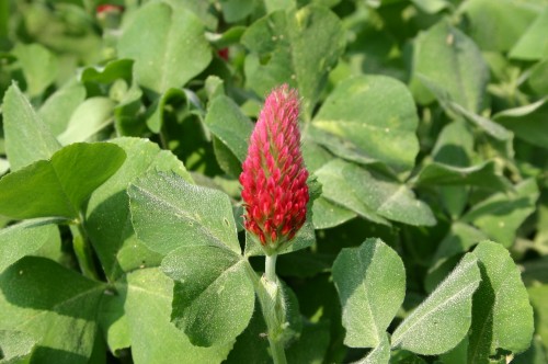 crimson clover