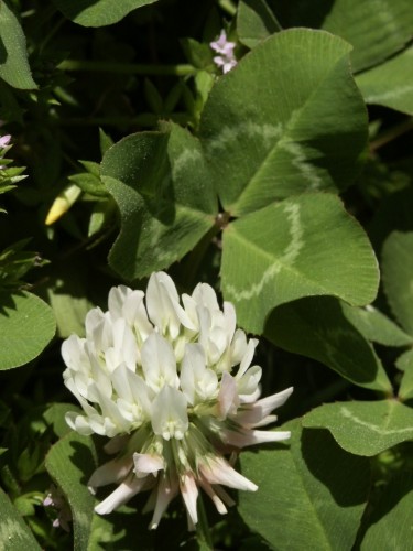 white clover