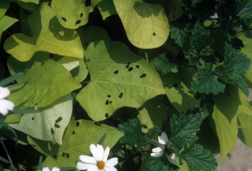 tortoise beetle damage