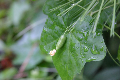 creeping cucumber and fruit 2