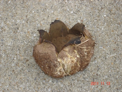 earthstar