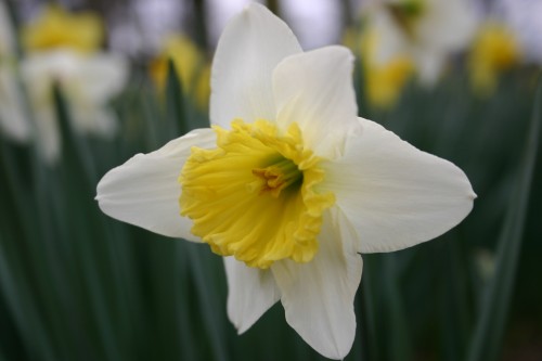 daffodil 4