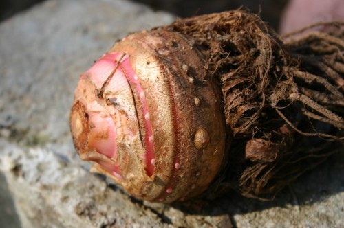 elephant ear corm