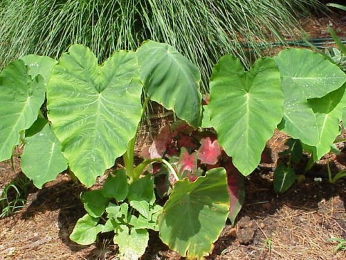 elephant ear