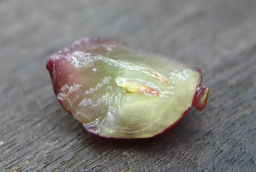 grape seedless parthenocarpy