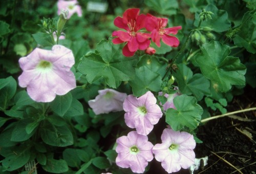 red geranium and petunias