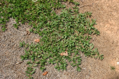 Virginia buttonweed