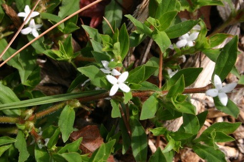 Virginia buttonweed