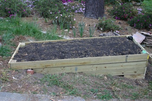 raised bed built using ACQ lumber