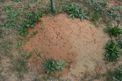 fire ant mound