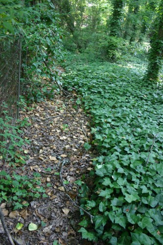 a strip cleared with monthly sprays of glyphosate