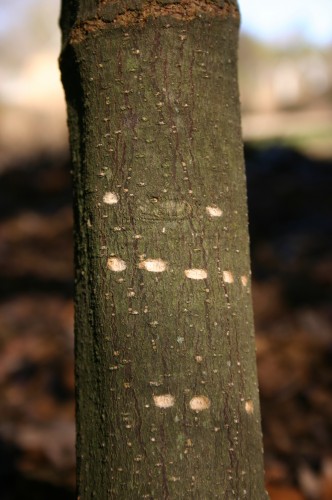 sapsucker damage