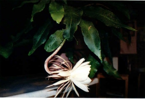 CEREUS BLOOM 1