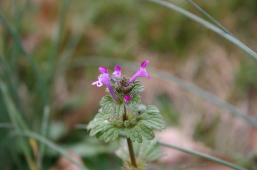 henbit